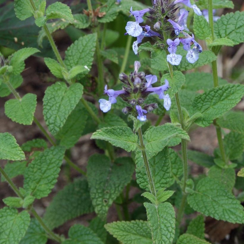 Nepeta clarkei - Catnip (Foliage)