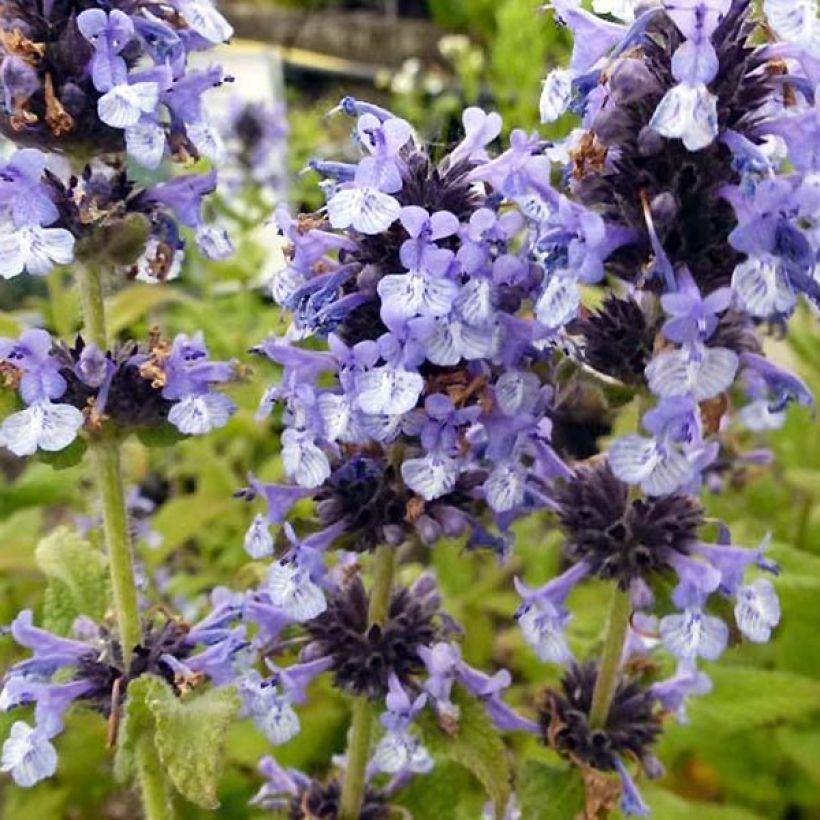 Nepeta clarkei - Catnip (Flowering)