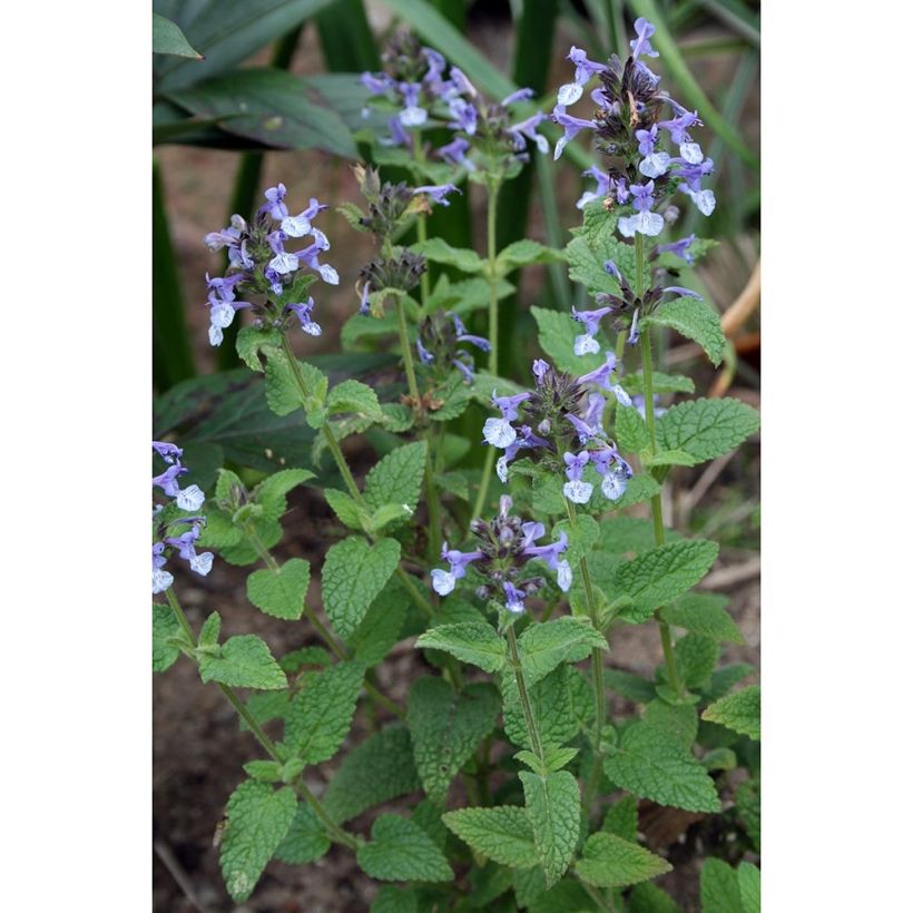 Nepeta clarkei - Catnip (Plant habit)