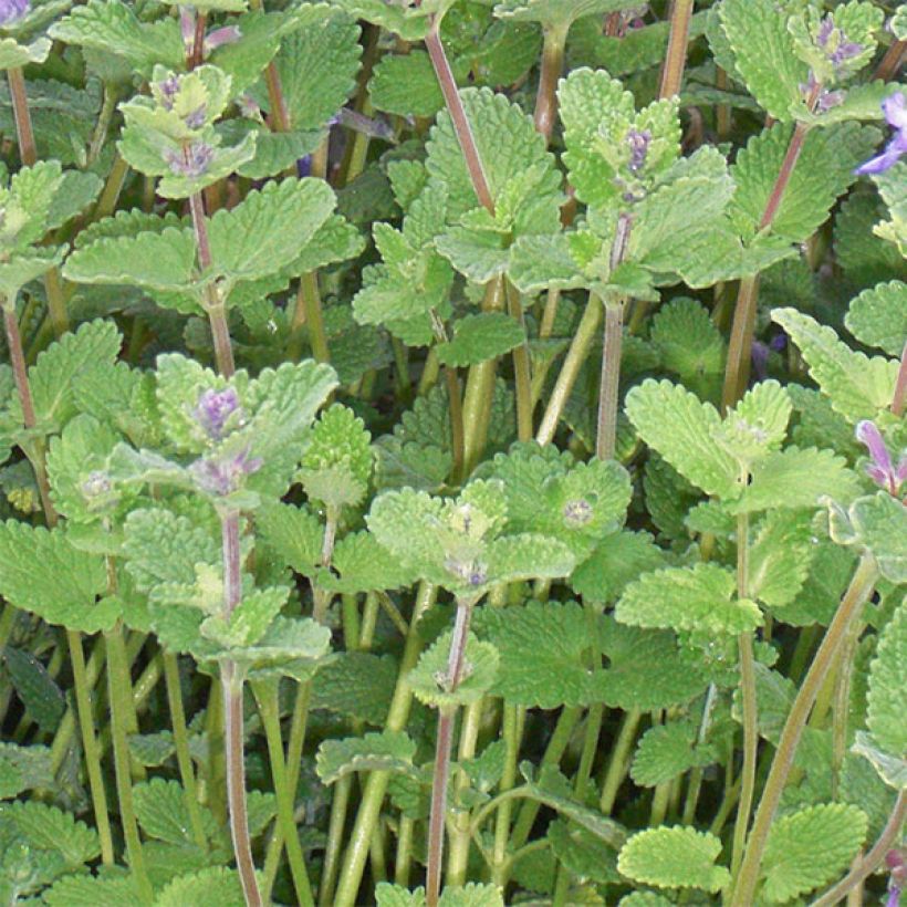 Nepeta faassenii - Catnip (Foliage)