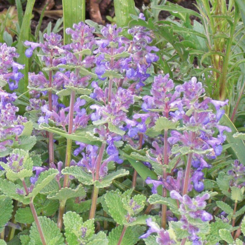 Nepeta faassenii - Catnip (Flowering)