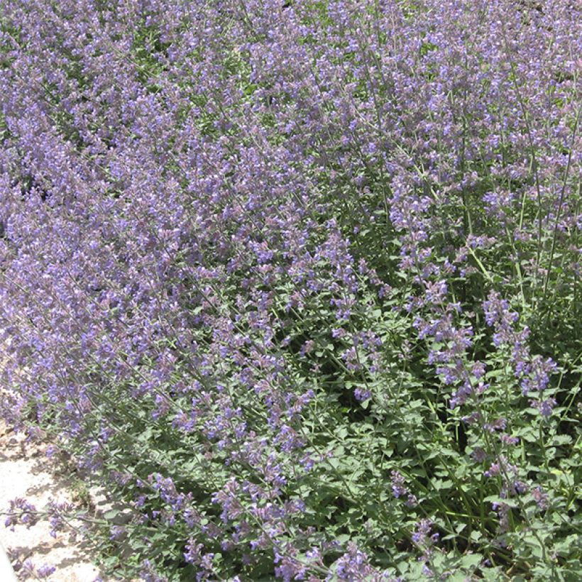 Nepeta faassenii - Catnip (Plant habit)