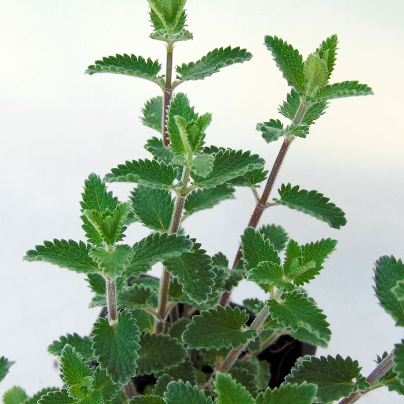 Nepeta faassenii Cats Meow - Catnip (Foliage)