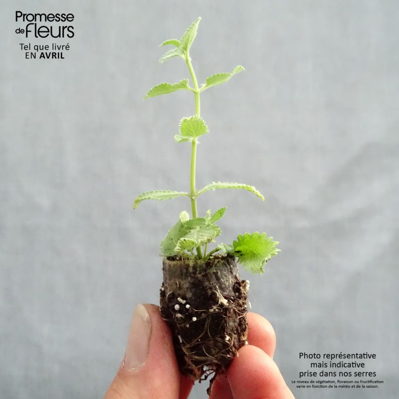 Nepeta faassenii Cats Meow - Catnip Plug plant 1.5/2.5 cm sample as delivered in spring
