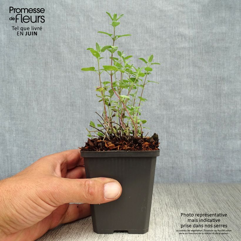 Nepeta faassenii - Catnip 8/9 cm pot sample as delivered in summer
