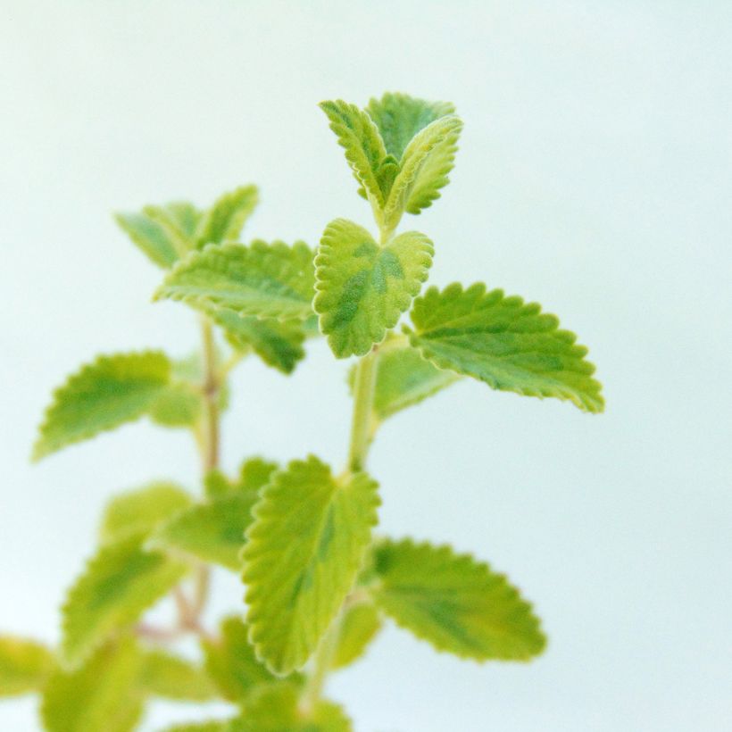 Nepeta Six Hills Gold - Catnip (Foliage)