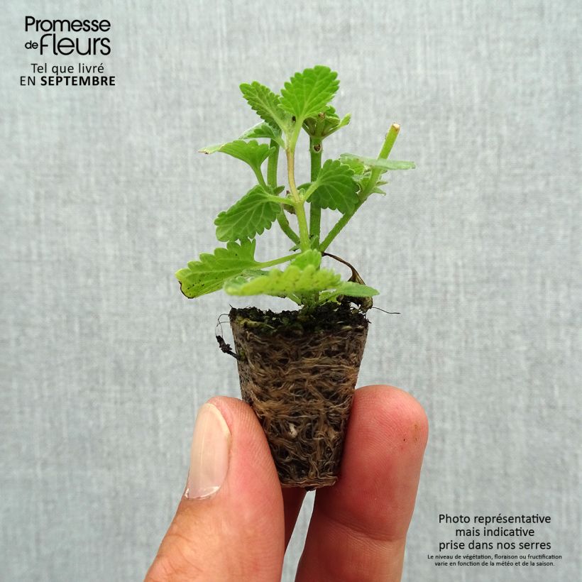 Nepeta faassenii Six Hills Giant - Catnip Plug plant 1.5/2.5 cm sample as delivered in autumn