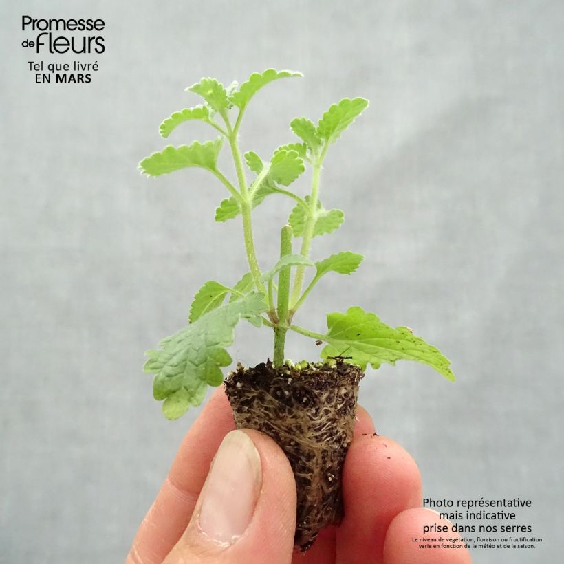 Nepeta faassenii Six Hills Giant - Catnip Plug plant 1.5/2.5 cm sample as delivered in spring