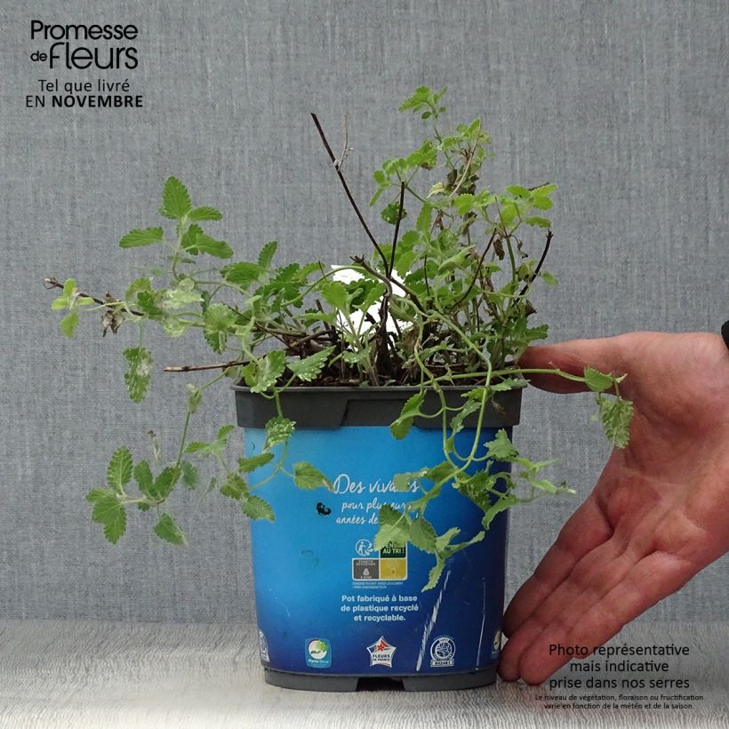 Nepeta faassenii Six Hills Giant - Catnip 2L/3L pot sample as delivered in autumn