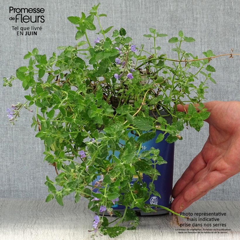 Nepeta faassenii Six Hills Giant - Catnip 2L/3L pot sample as delivered in summer