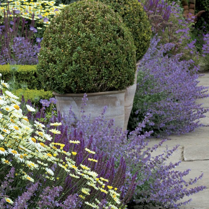 Nepeta faassenii Walkers Low - Catnip (Plant habit)