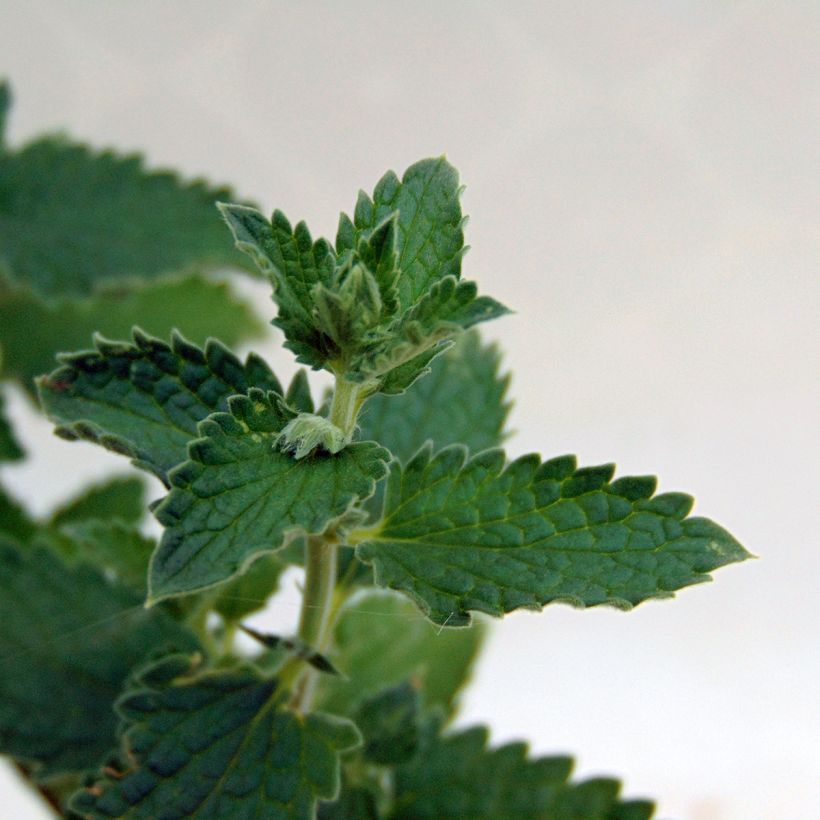 Nepeta faassenii Walkers Low - Catnip (Foliage)