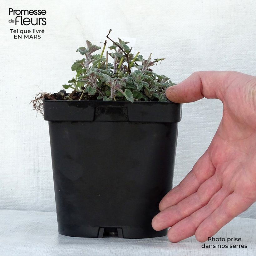 Nepeta faassenii Walkers Low - Catnip 2L/3L pot sample as delivered in spring