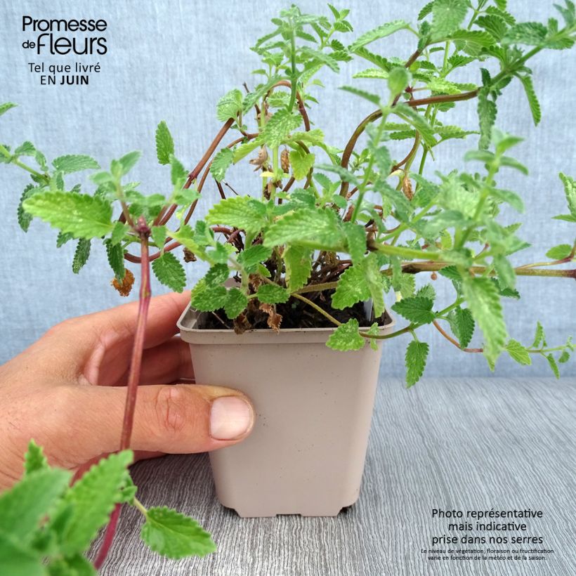 Nepeta faassenii Walkers Low - Catnip 8/9 cm pot sample as delivered in summer