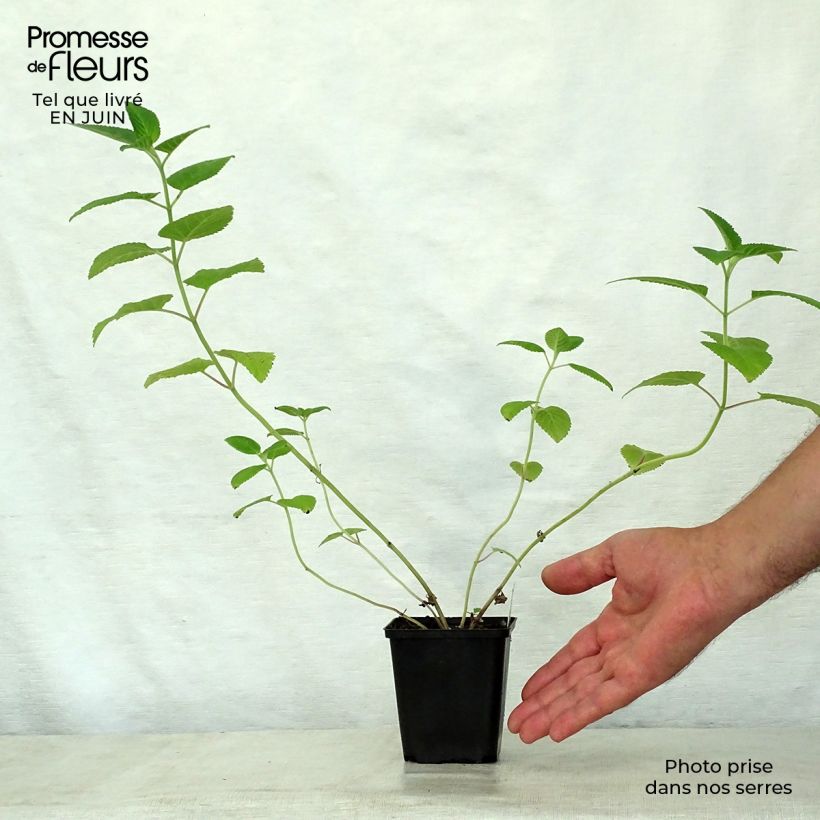 Nepeta govaniana - Catnip 8/9 cm pot sample as delivered in summer