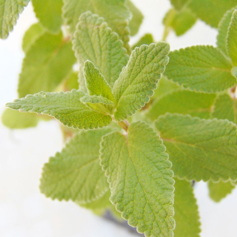 Nepeta grandiflora Bramdean - Catnip (Foliage)