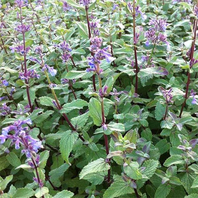 Nepeta grandiflora Bramdean - Catnip (Flowering)