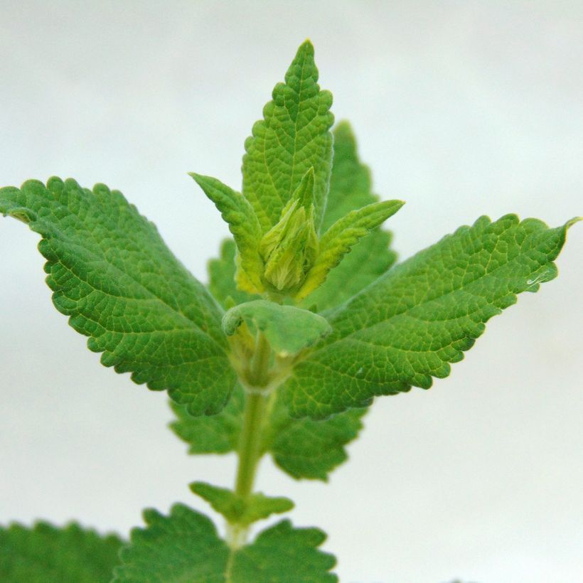 Nepeta grandiflora Dawn to Dusk - Catnip (Foliage)