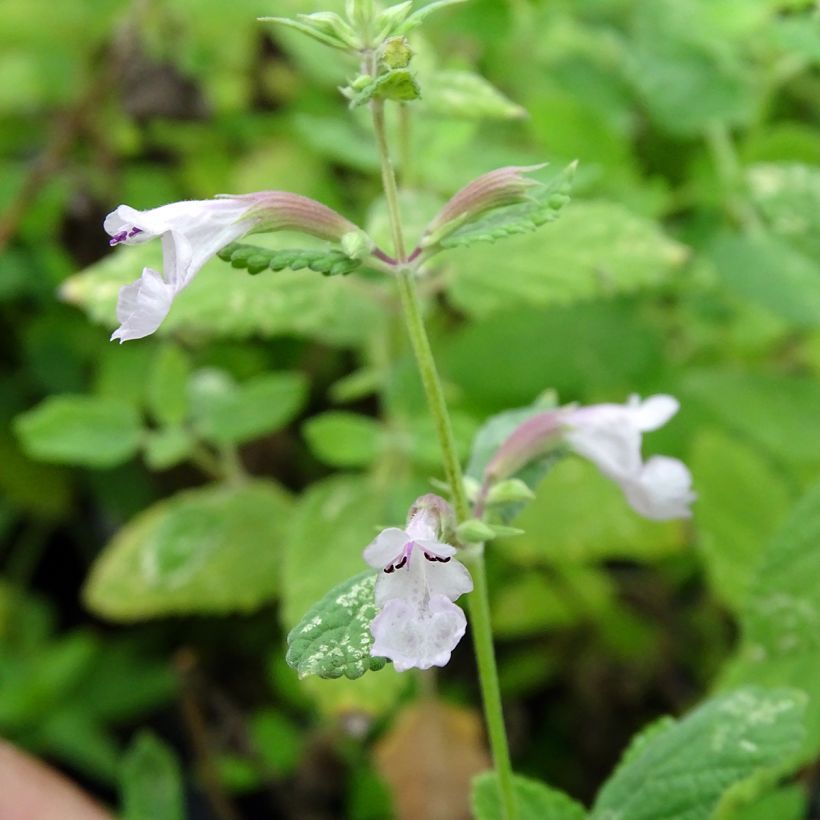 Nepeta grandiflora Dawn to Dusk - Catnip (Flowering)