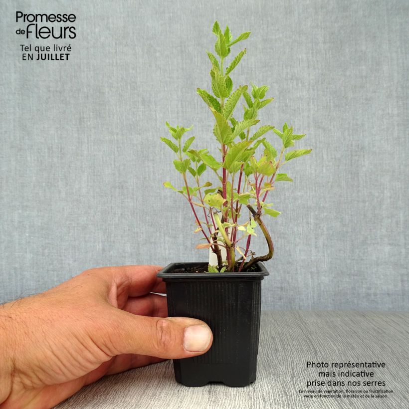 Nepeta grandiflora Dawn to Dusk - Catnip 8/9 cm pot sample as delivered in summer