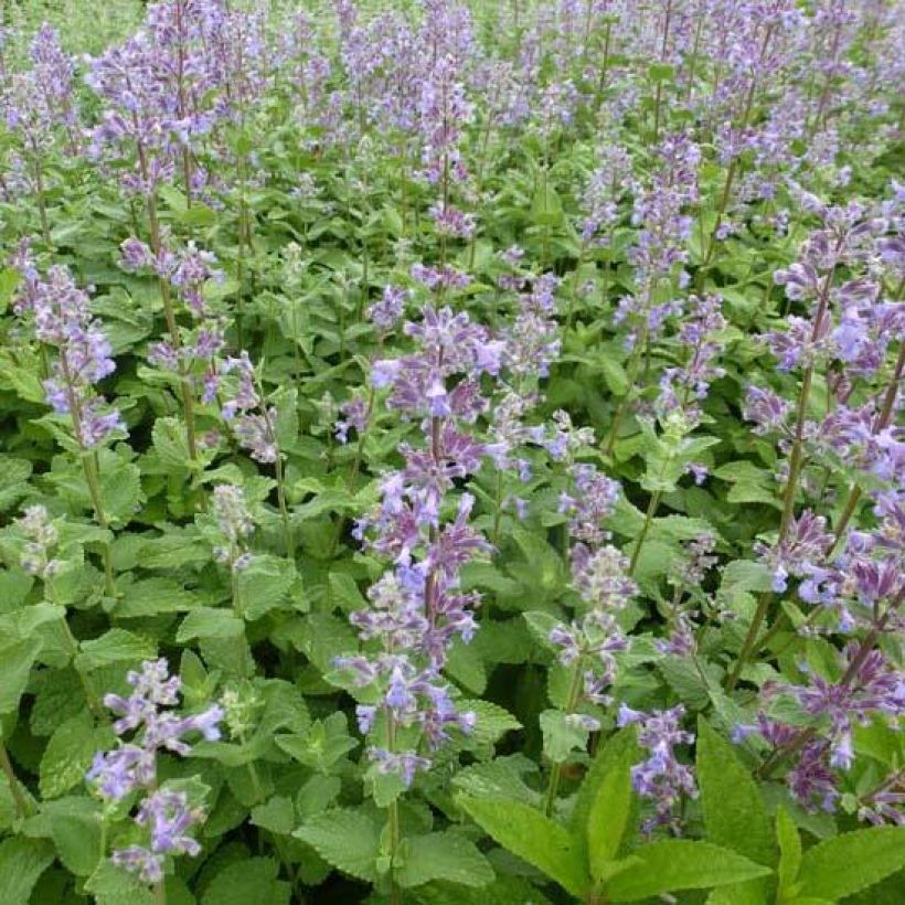 Nepeta grandiflora Summer Magic - Catnip (Foliage)