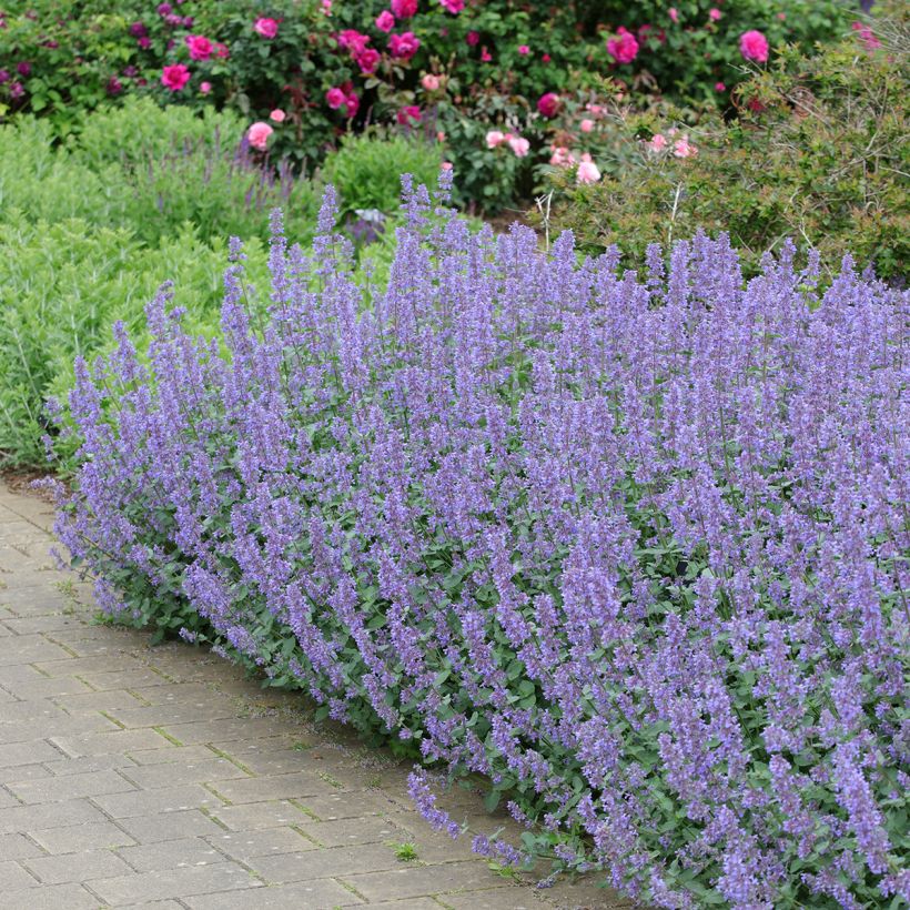 Nepeta grandiflora Summer Magic - Catnip (Plant habit)