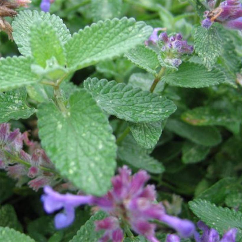 Nepeta grandiflora Wild Cat - Catnip (Foliage)