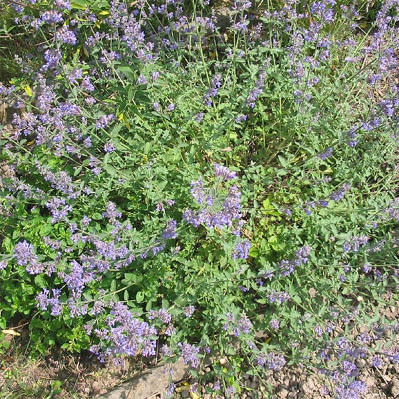 Nepeta grandiflora Wild Cat - Catnip (Plant habit)