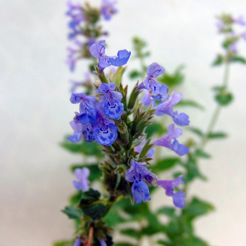 Nepeta grandiflora Zinsers Giant - Catnip (Flowering)