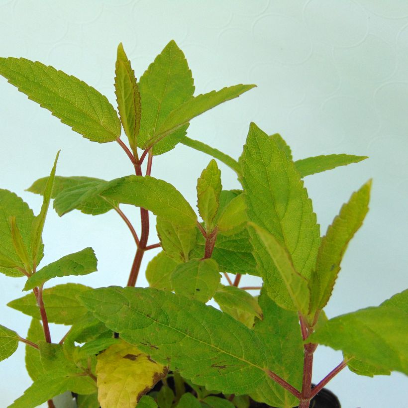 Nepeta kubanica - Catnip (Foliage)