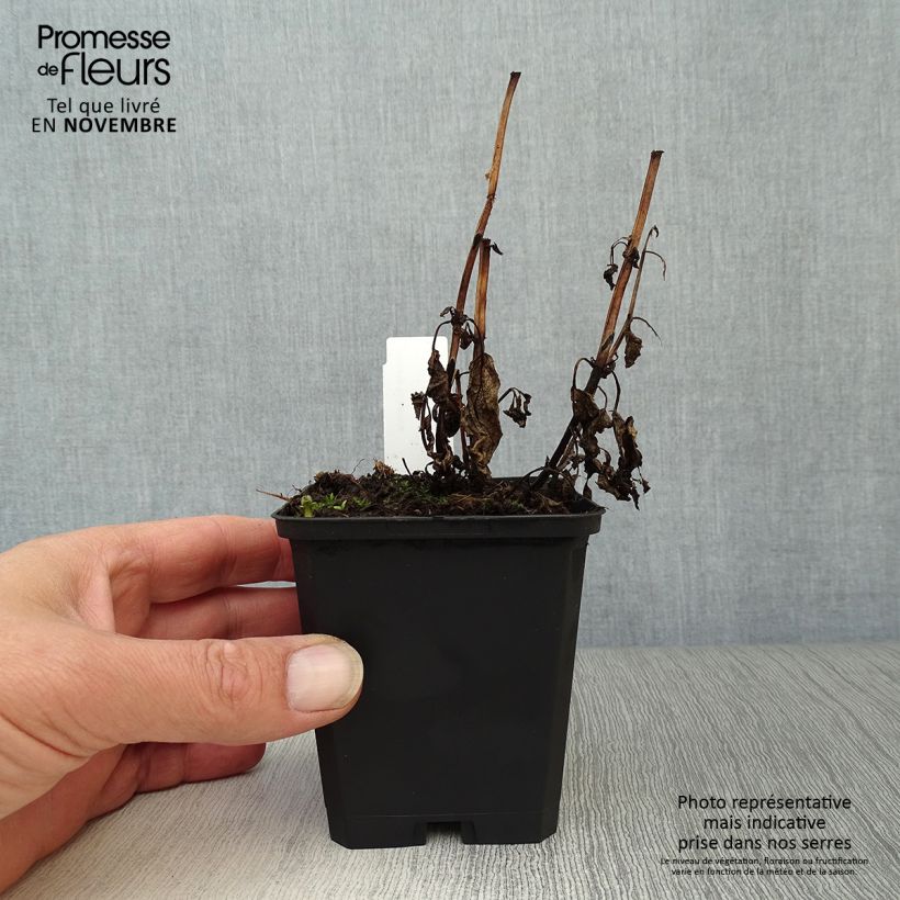 Nepeta kubanica - Catnip 8/9 cm pot sample as delivered in autumn