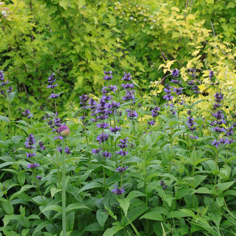 Nepeta kubanica - Catnip (Plant habit)