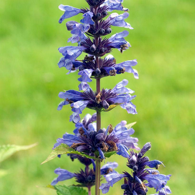 Nepeta kubanica - Catnip (Flowering)