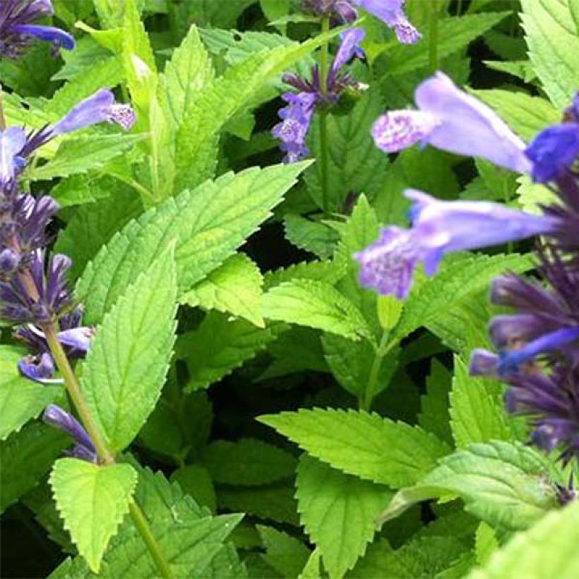 Nepeta manchuriensis Manchu Blue - Catnip (Foliage)