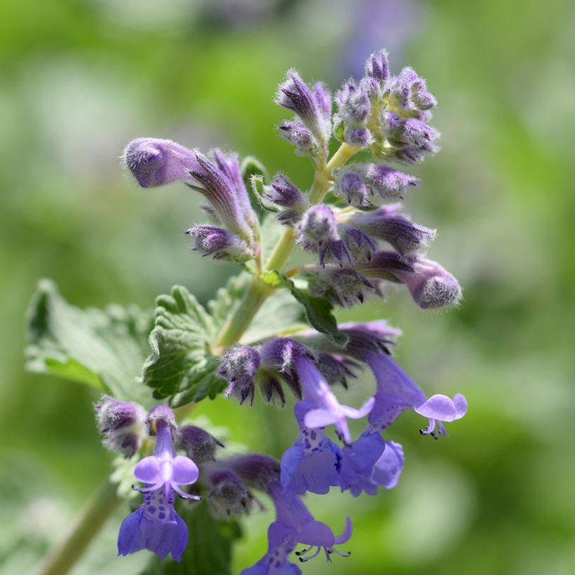 Nepeta manchuriensis Manchu Blue - Catnip (Flowering)