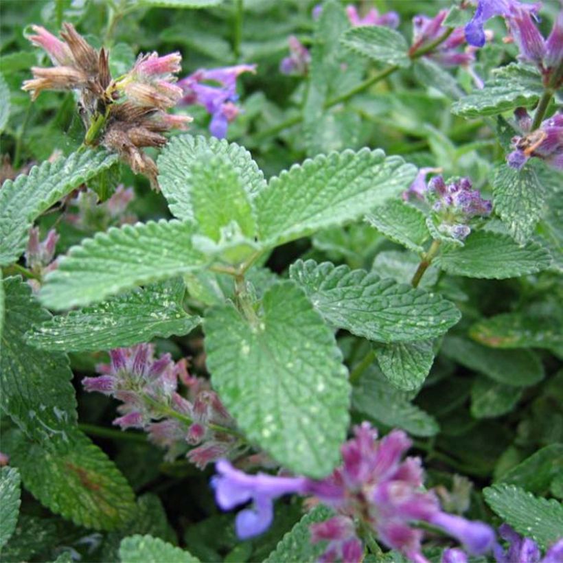 Nepeta mussini - Catnip (Foliage)