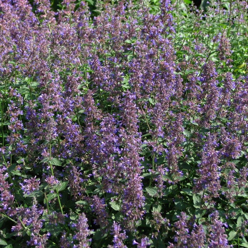 Nepeta mussini - Catnip (Flowering)