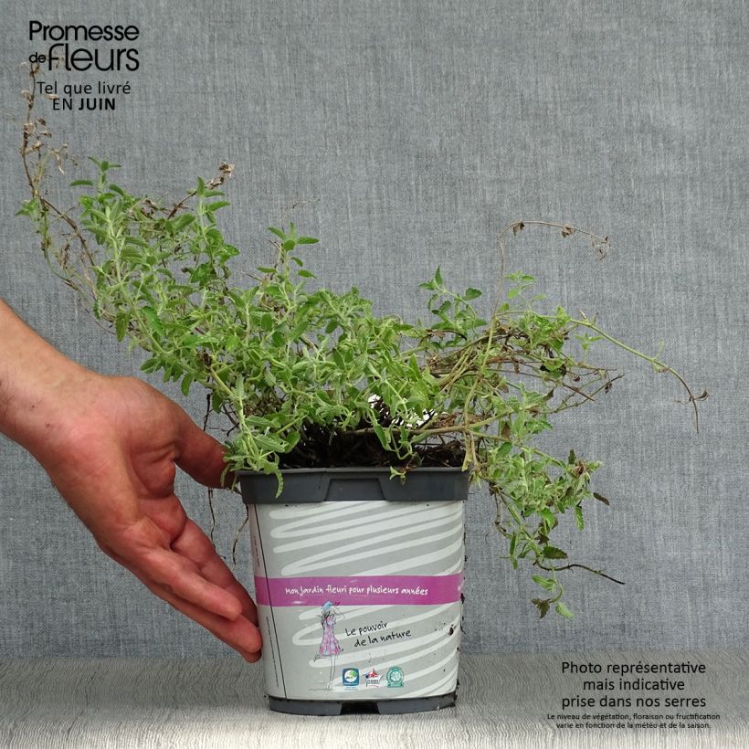 Nepeta mussini - Catnip 2L/3L pot sample as delivered in summer