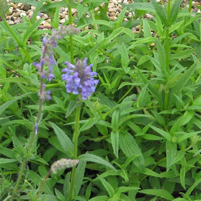 Nepeta nervosa - Catnip (Foliage)