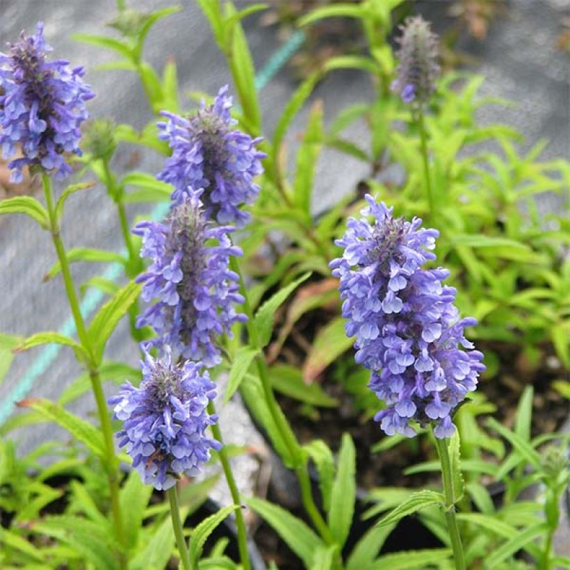 Nepeta nervosa - Catnip (Flowering)