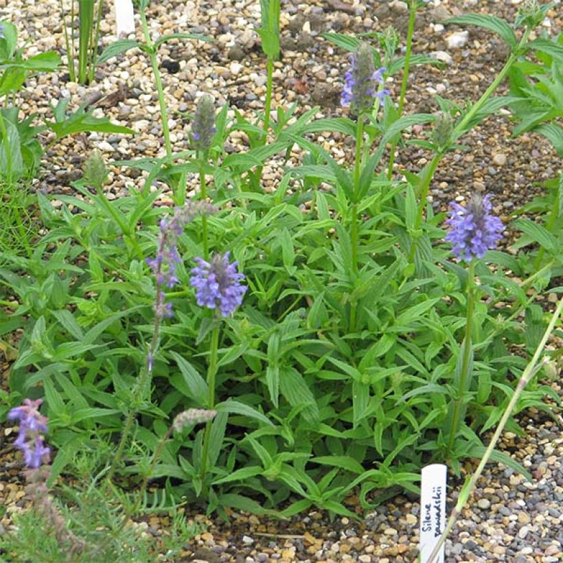 Nepeta nervosa - Catnip (Plant habit)