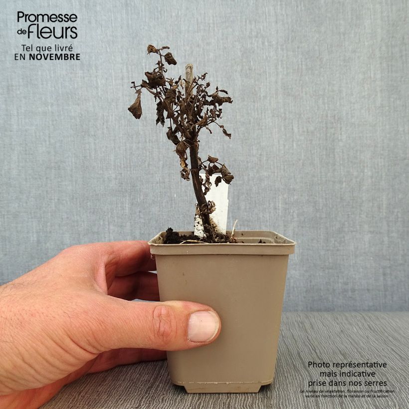 Nepeta Neptune - Catnip 8/9 cm pot sample as delivered in autumn