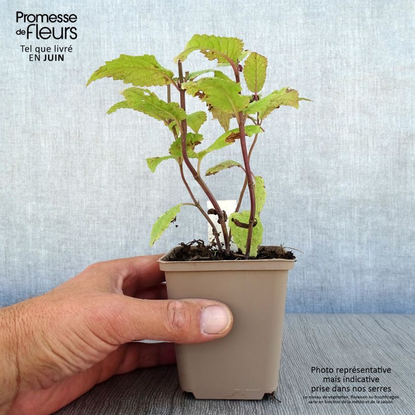 Nepeta Neptune - Catnip 8/9 cm pot sample as delivered in summer