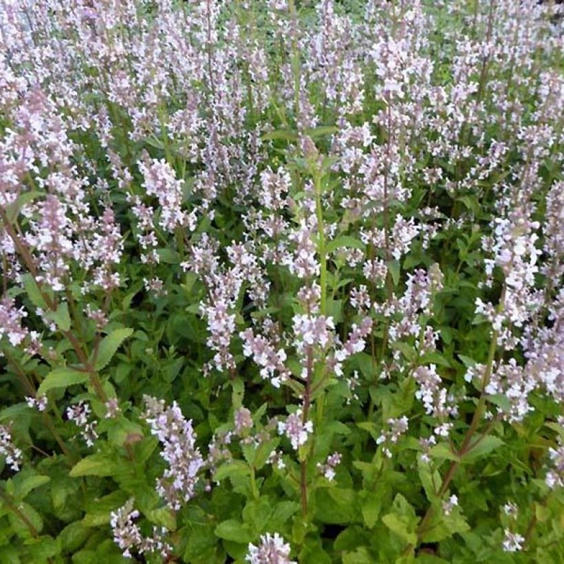 Nepeta nuda Annes Choice - Catnip (Plant habit)