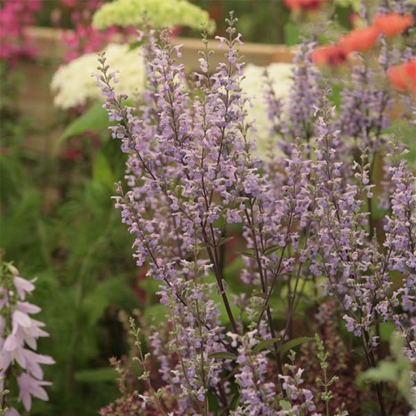 Nepeta nuda Purple Cat - Catnip (Flowering)