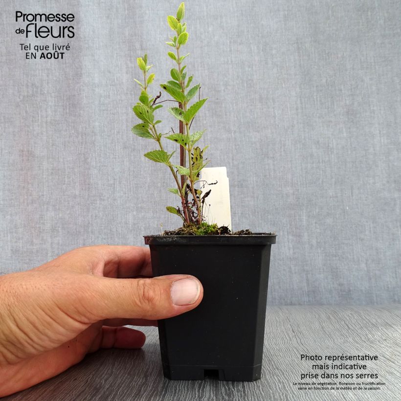 Nepeta nuda Purple Cat - Catnip 8/9 cm pot sample as delivered in summer