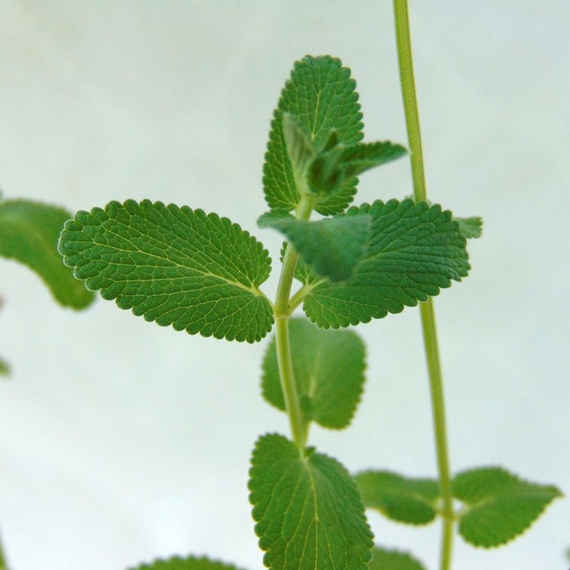 Nepeta racemosa Grog - Catnip (Foliage)