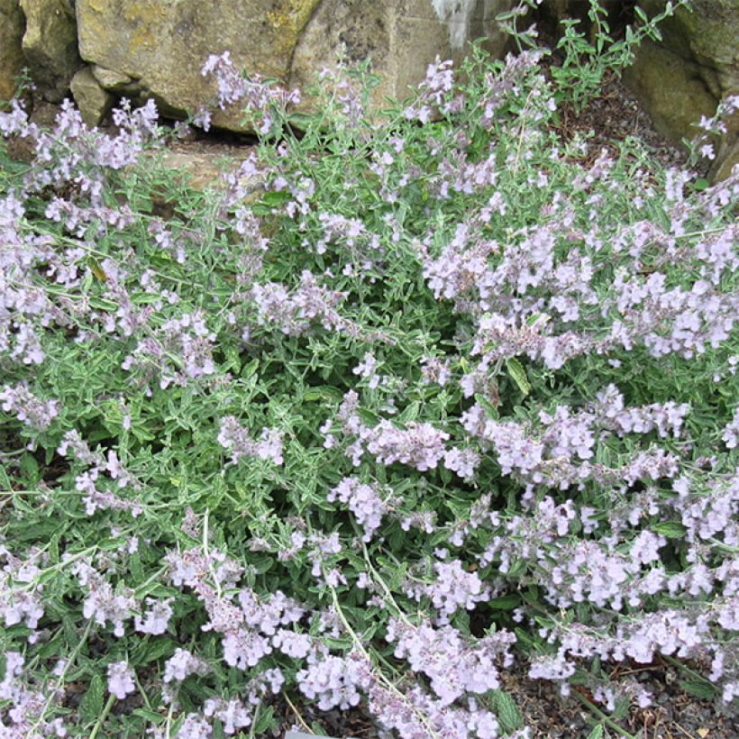 Nepeta racemosa Snowflake - Catnip (Flowering)