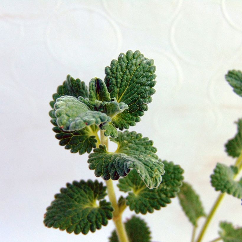 Nepeta racemosa Snowflake - Catnip (Foliage)