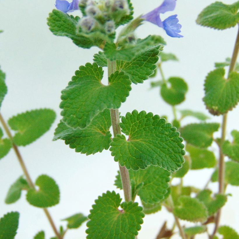 Nepeta racemosa Superba - Catnip (Foliage)